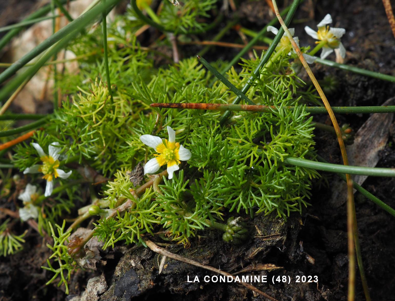 Water Crowfoot, Hair-leaved